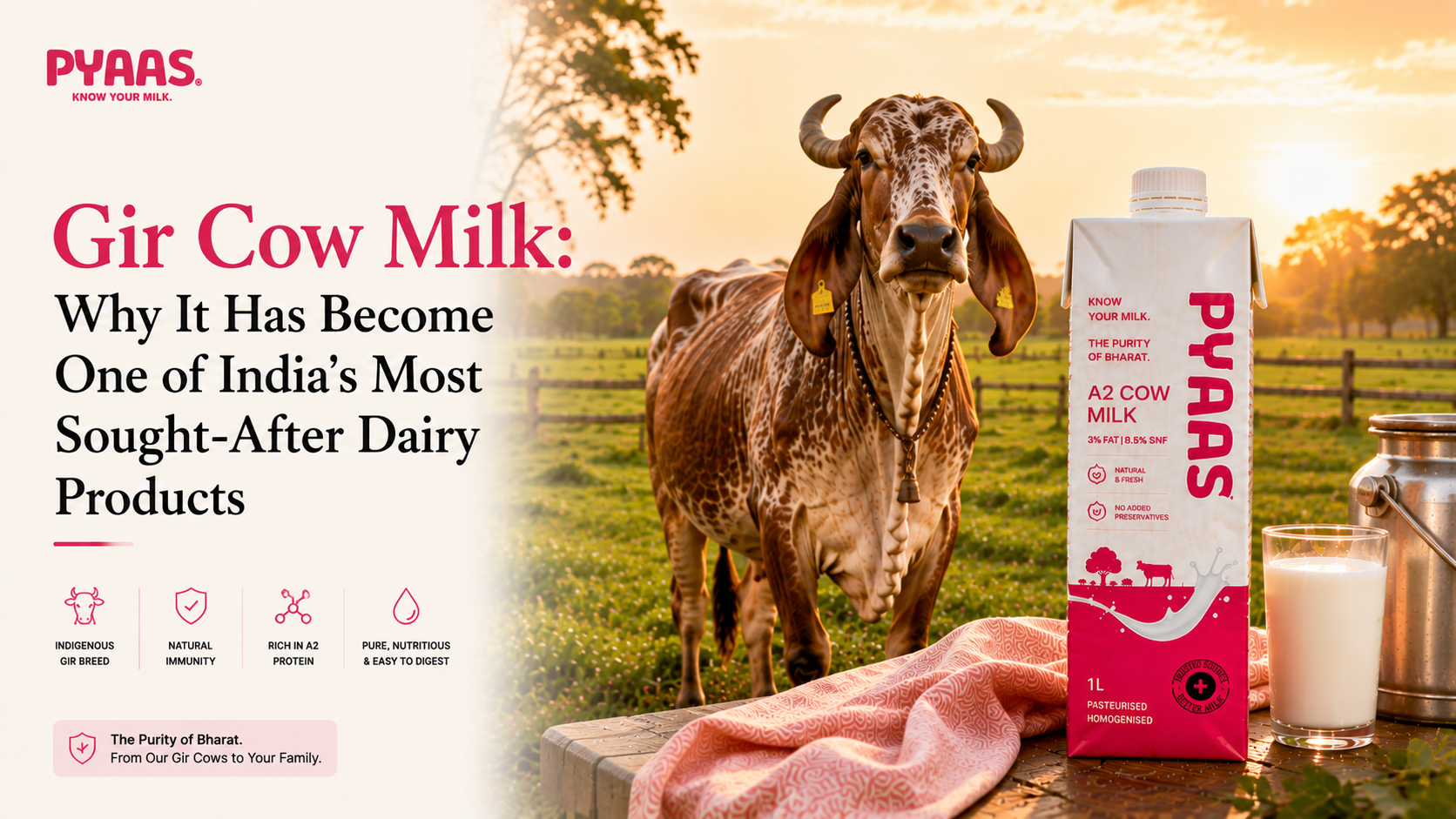 Gir Cow Milk: Why It Has Become One of India's Most Sought-After Dairy Products